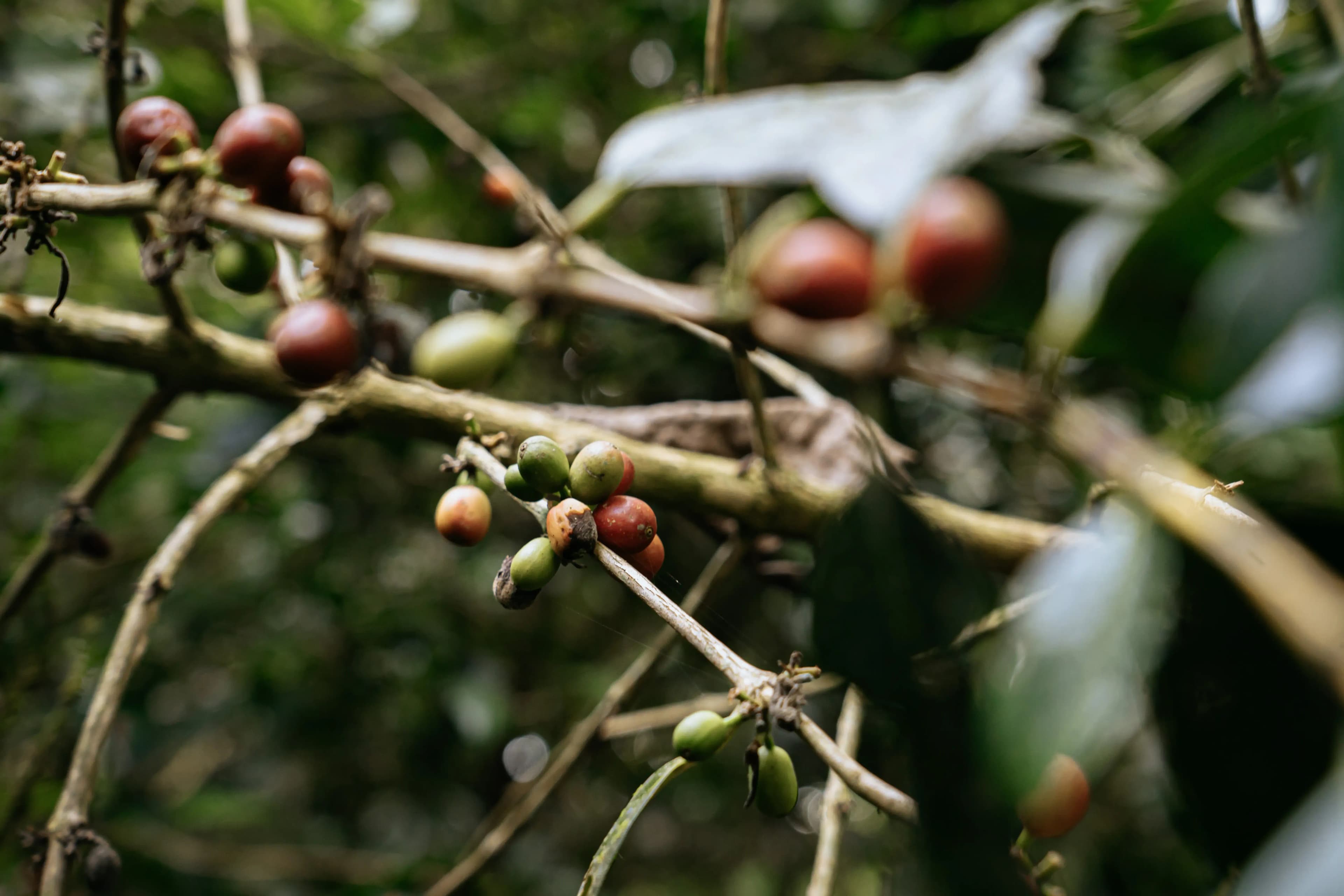 Coffee Plantation Tour
