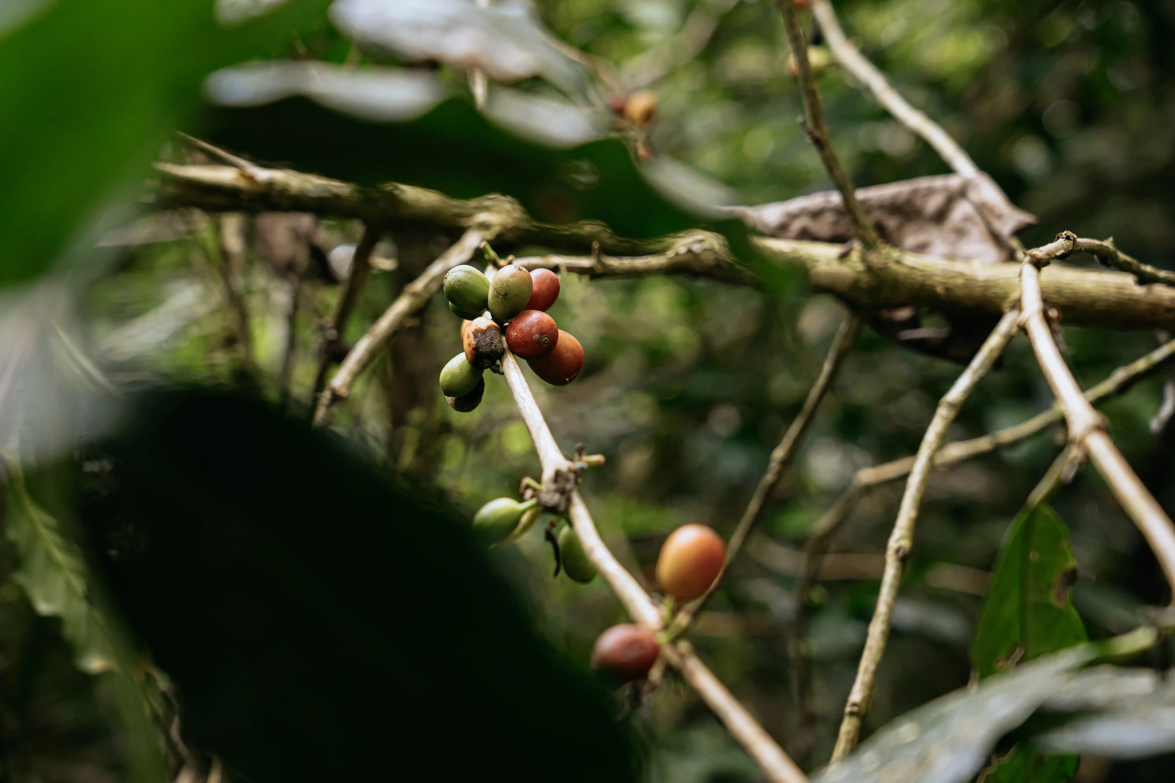 Coffee Plantation Tour