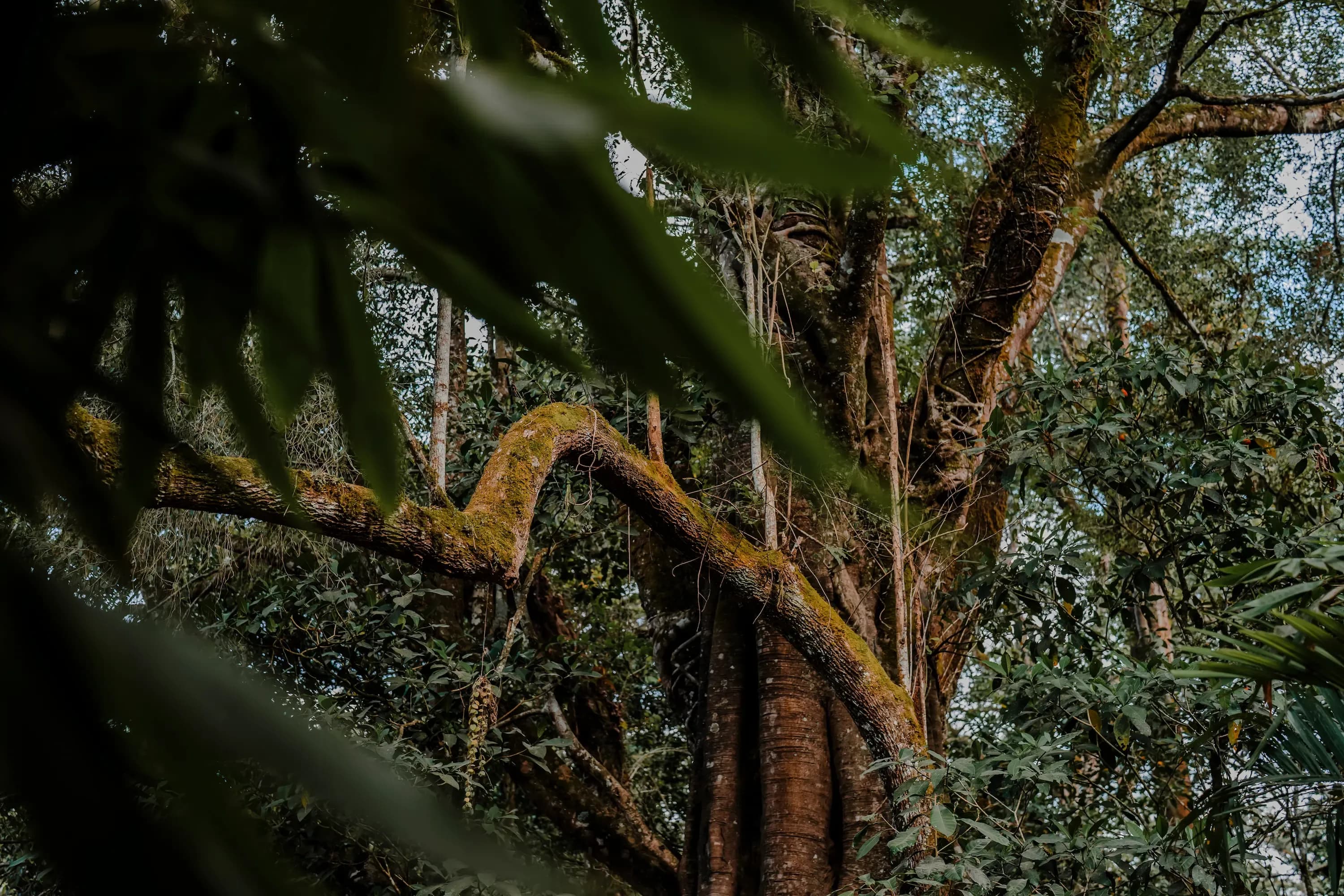 Jungle Trekking