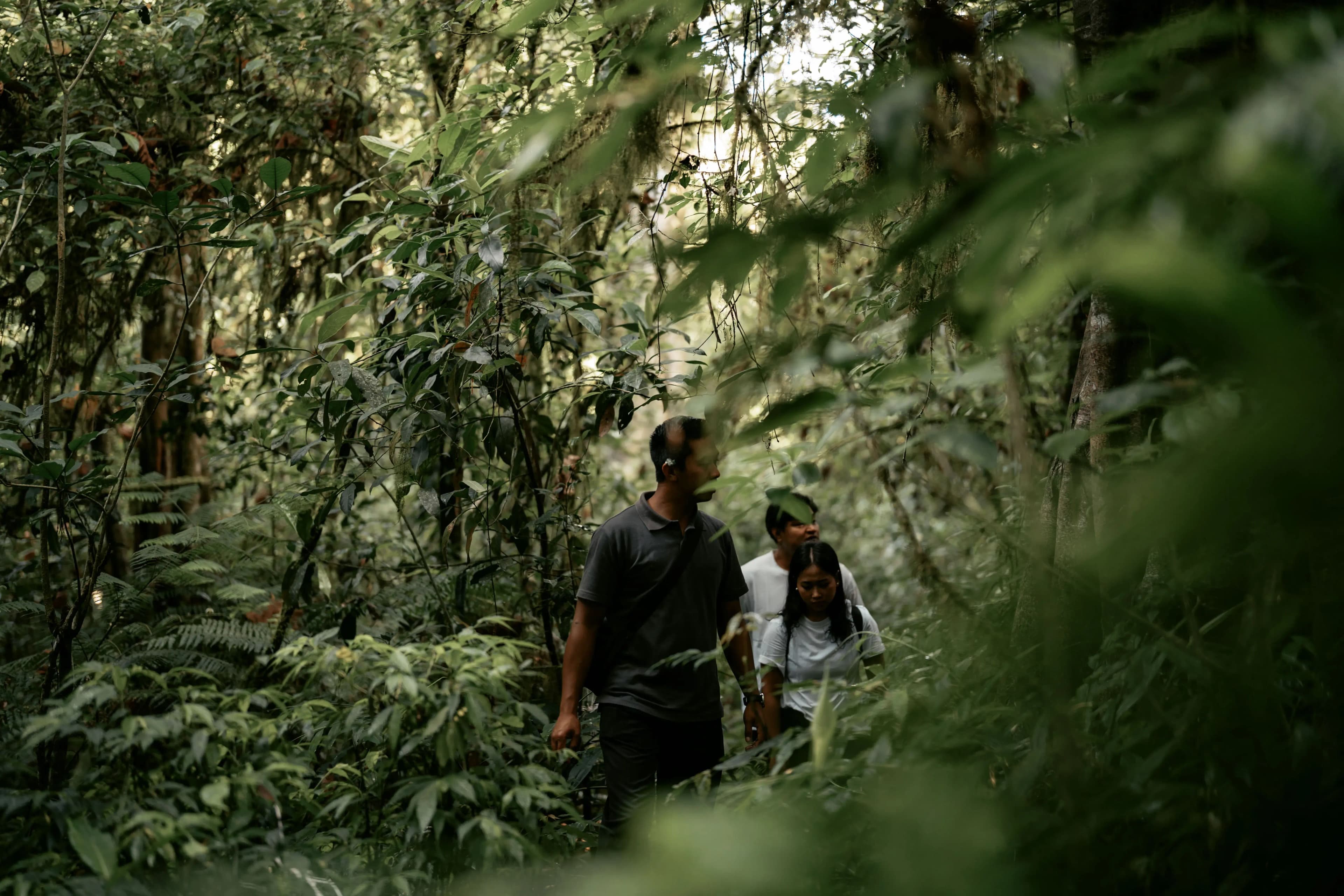 Forest Trekking